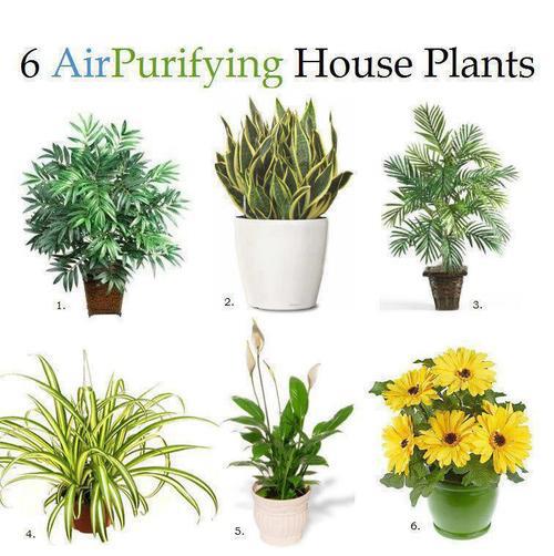 6 purifying water plants