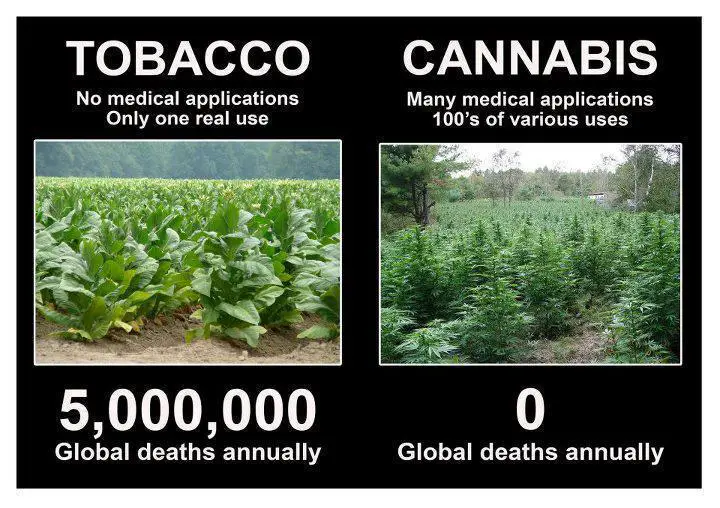 Tobacco vs Cannabis