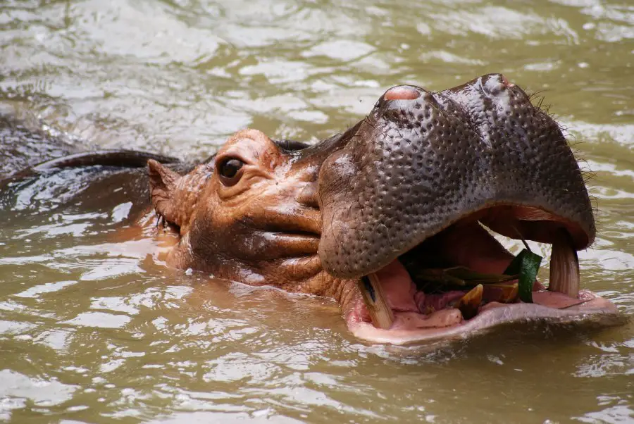 a hippopotamus bathing