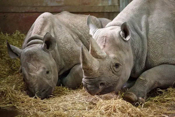two rhinos at the zoo