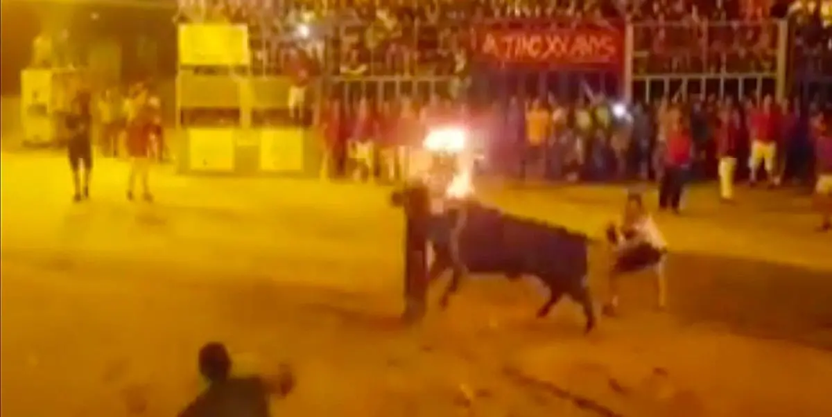 PAY Video shows a Bull dying when it was tormented with its horns on Fire and runs into a post killing i