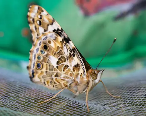 butterfly profiled 1 of 1.jpg w 492 h 392