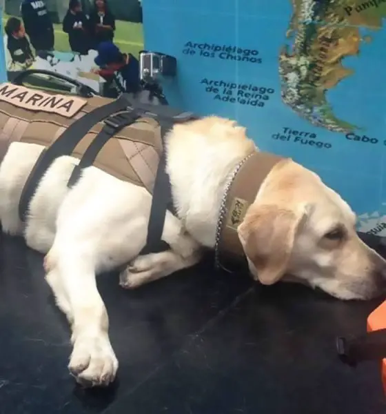 mexico earthquake hero rescue dog frida 1 59c3b35b88168 700