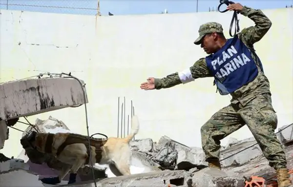 mexico earthquake hero rescue dog frida 3 59c3b35f5ae53 700