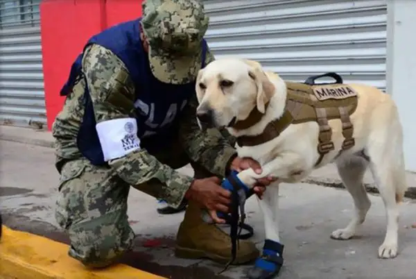 mexico earthquake hero rescue dog frida 5 59c3b3649c1ee 700