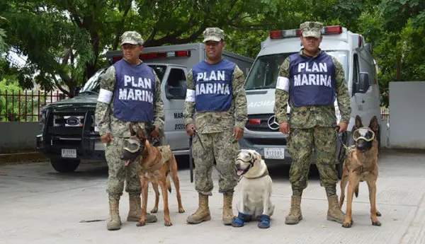 mexico earthquake hero rescue dog frida 7 59c3b36967001 700