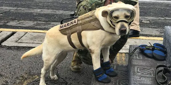 mexico earthquake hero rescue dog frida 8 59c3b36c51e93 700