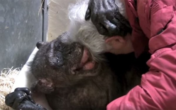 59 year old sick chimpanzee recognize friend jan van hooff 7