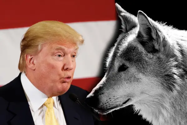trump wolf