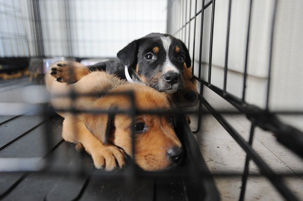 800px FEMA 38417 Dogs at a shelter for displaced pets in Texas