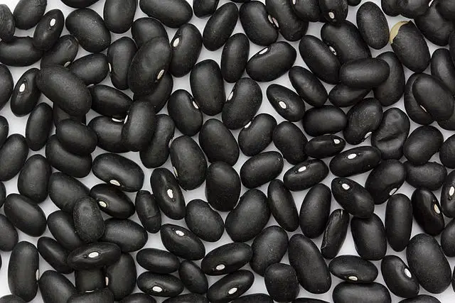 640px Black Turtle Bean