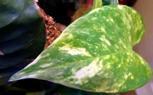 800px Epipremnum aureum leaf