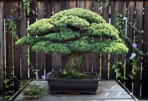 bonsai hiroshima national arboretum