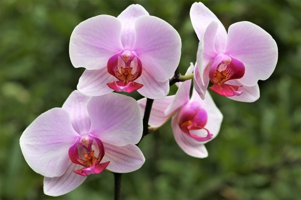 orchid 3567929 960 720