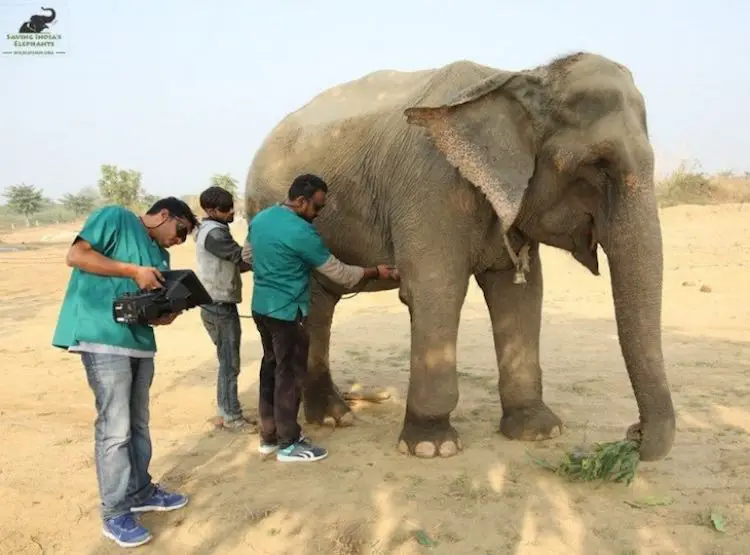 Elephant Being Treated Wildlife SOS Released