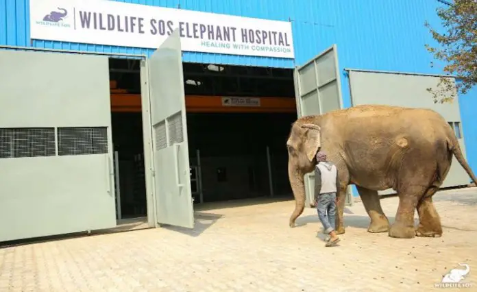 Elephant and Wildlife SOS Animal Hospital WildlifeSOS Animal Hospital