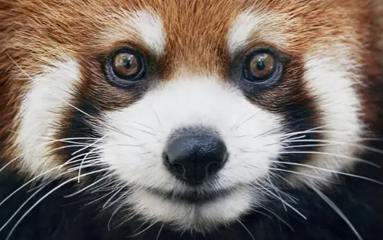 Photographer Spends 2 Years Photographing Animals That May Soon Be Extinct And It Breaks Our Hearts Bored Panda 3