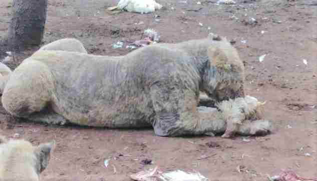 RPA Ponad 100 skrajnie zaniedbanych lwów znaleziono na jednej z farm 2
