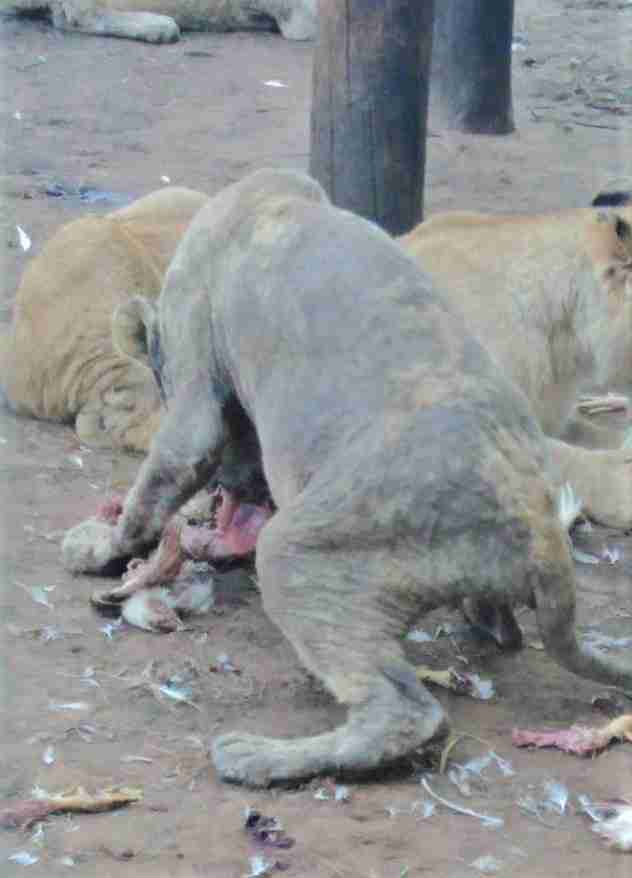 RPA Ponad 100 skrajnie zaniedbanych lwów znaleziono na jednej z farm 3