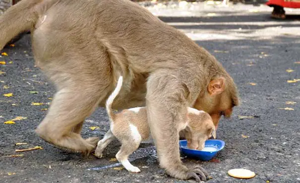 monkey adopts puppy erode india 10