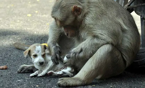monkey adopts puppy erode india 11