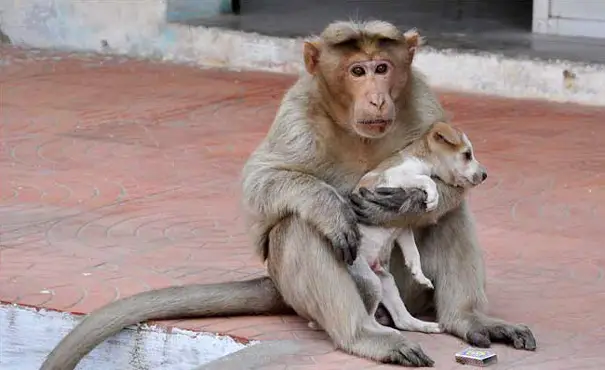 monkey adopts puppy erode india 13