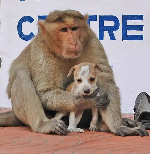 monkey adopts puppy erode india 4