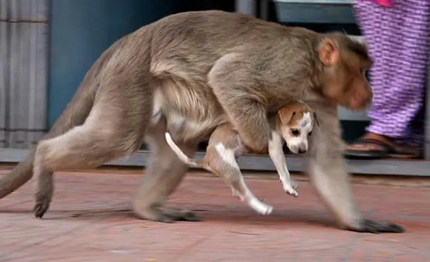monkey adopts puppy erode india 7