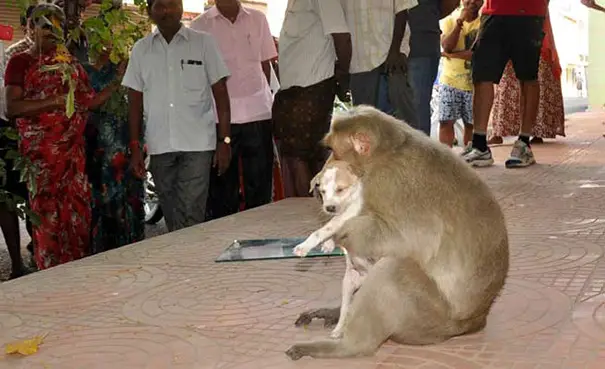 monkey adopts puppy erode india 9