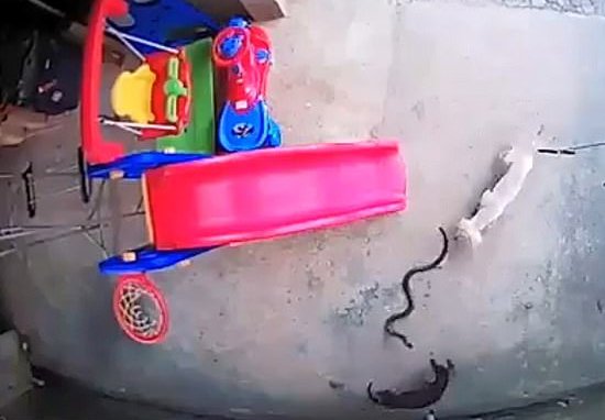 Dogs rescue toddler from cobra 2