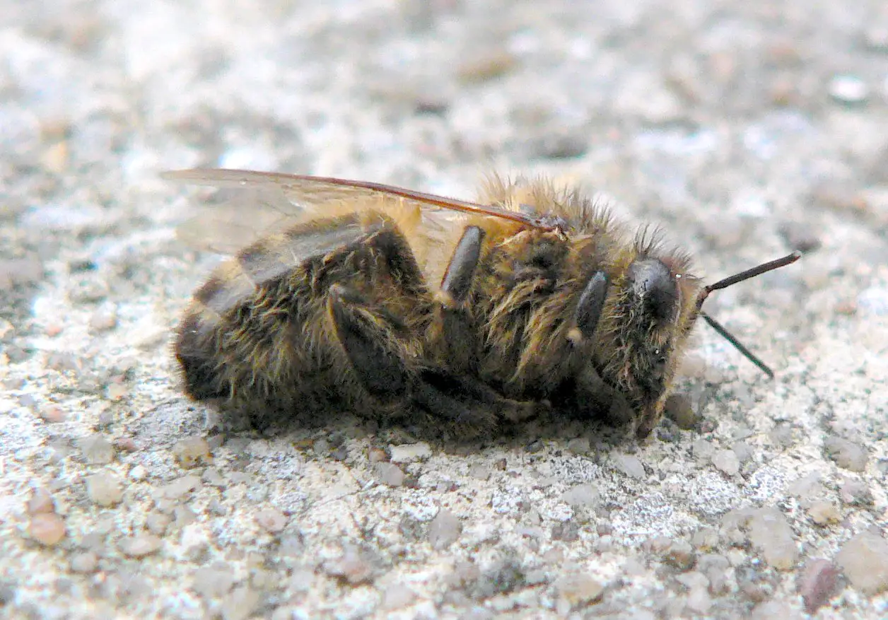 Dead bee winter