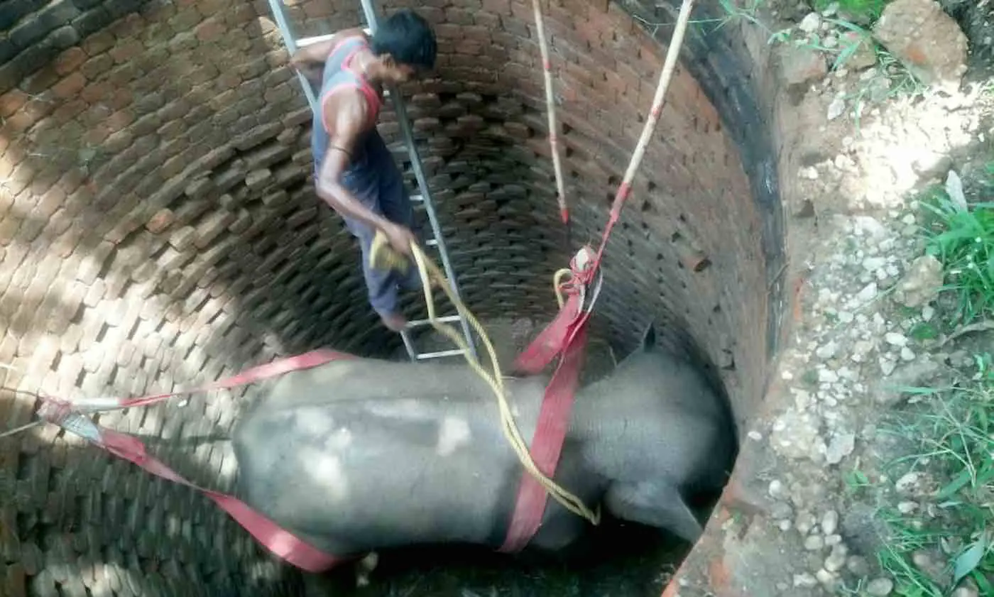 Elephant in Well SWNS