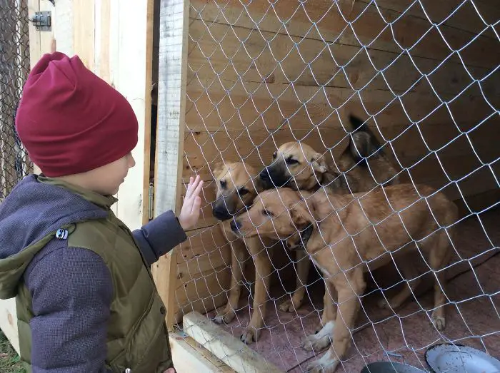 9 year old Russian boy trades his art for abandoned dog food and medicine 5da51eb6dfbb0 700