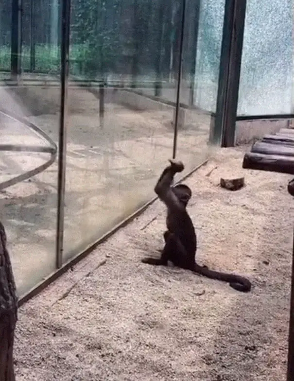 Monkey In Zoo Sharpened A Rock And Used It To Shatter Its Glass Enclosure 1