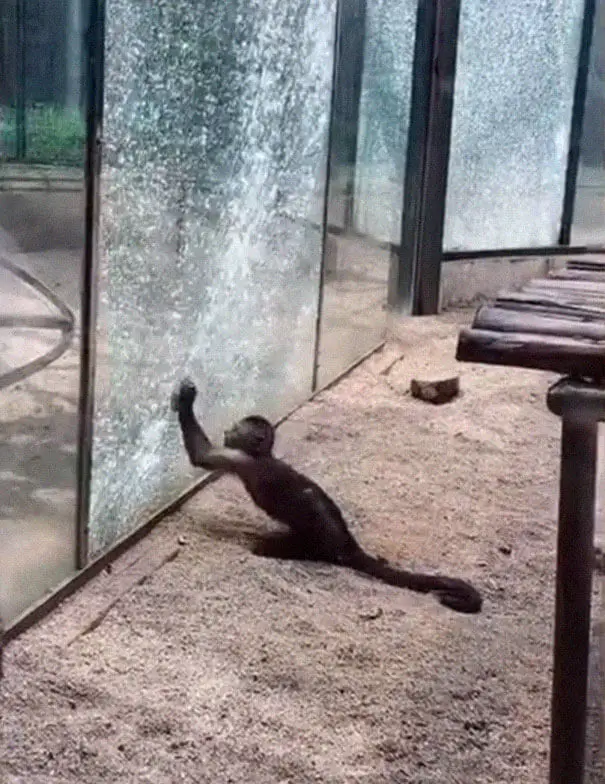 Monkey In Zoo Sharpened A Rock And Used It To Shatter Its Glass Enclosure 3