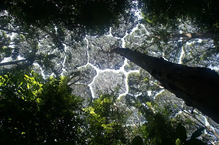 crown shyness of trees 2