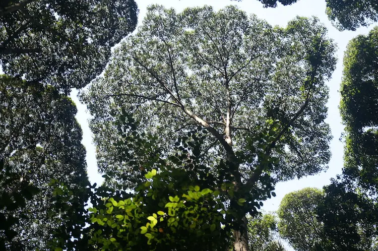 crown shyness of trees 3