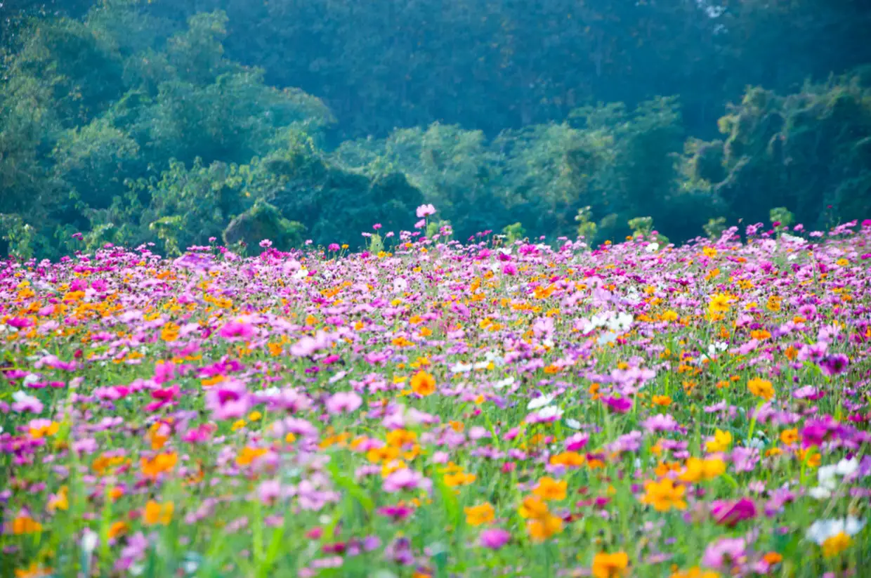 wildflowers can help reduce pesticide usage