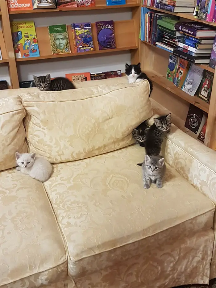 cats at Otis & Clementine’s Books & Coffee 