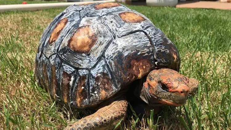 injured tortoise recovered
