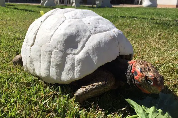 PAY Freddy the Turtle was given a 3D printed shell