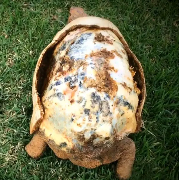 injured tortoise