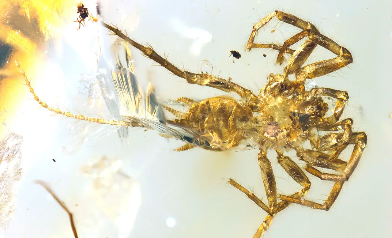 spider in amber