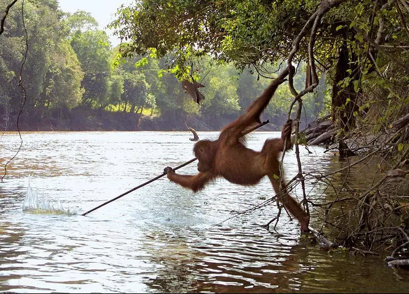 orangutan tool use fishing