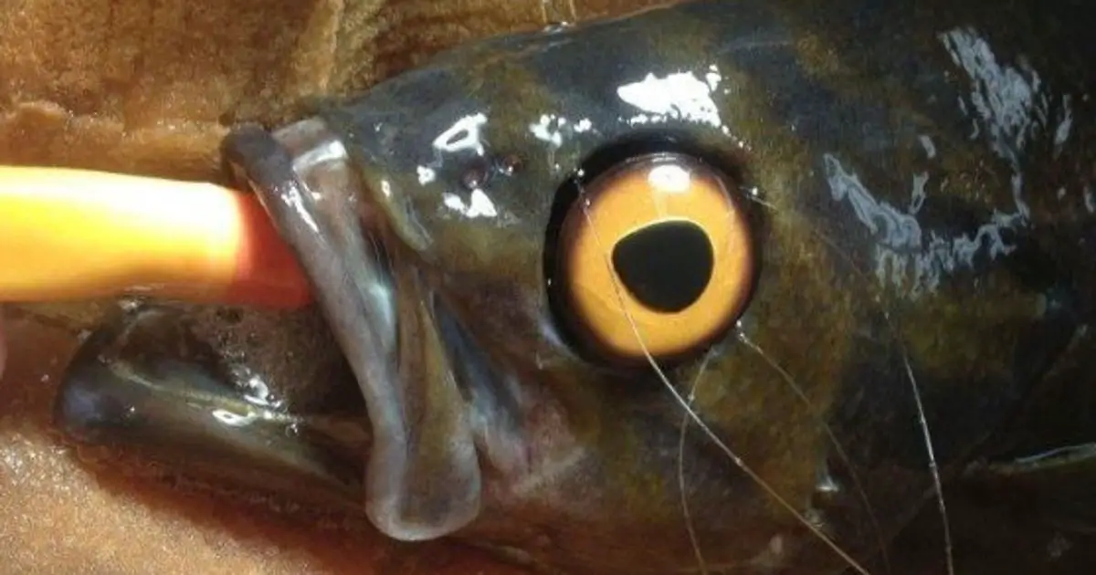 half-blind fish gets fake eye