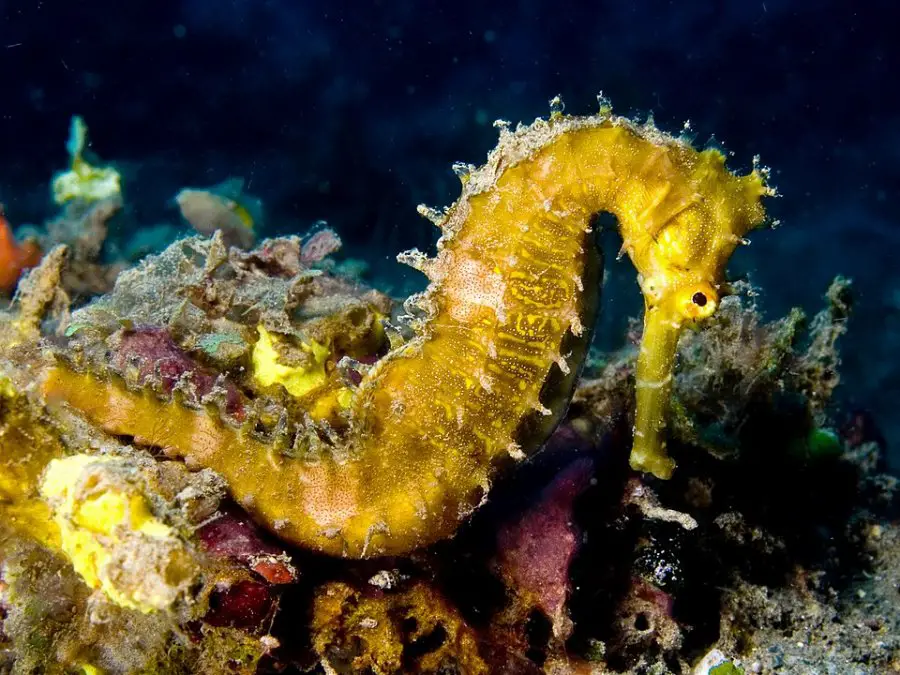 960px Hippocampus hystrix Spiny seahorse yellow