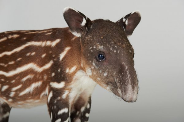 Close-up portrait of young tapir