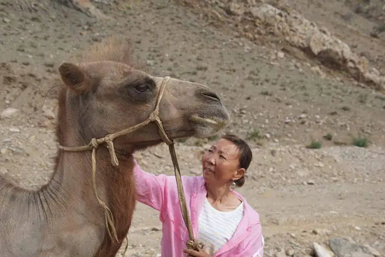 Loyal Camel With Lady Owner