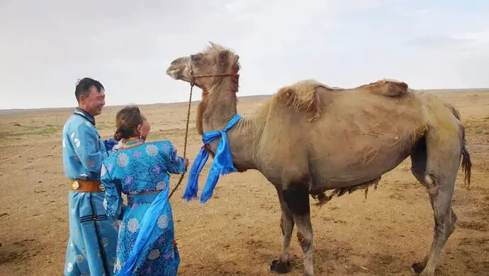 Loyal Camel With Owners