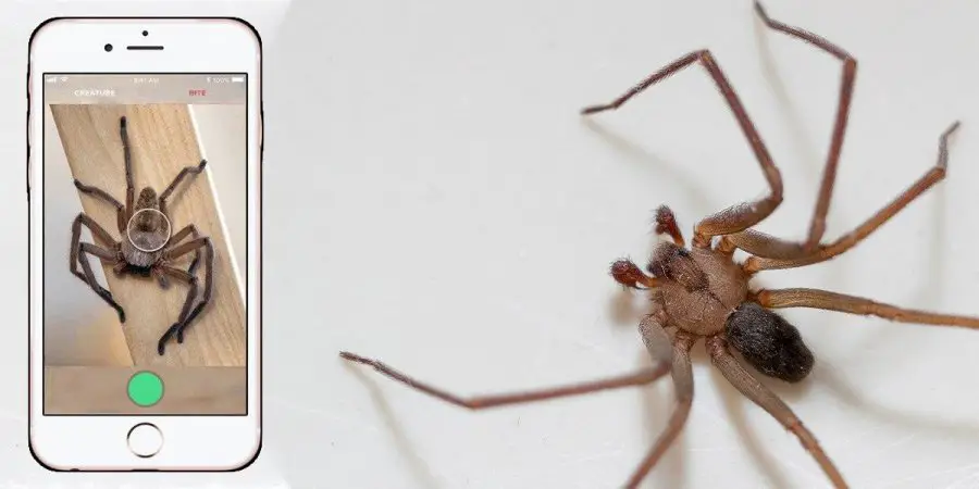 This Australian App Recognises Spiders And Snakes 